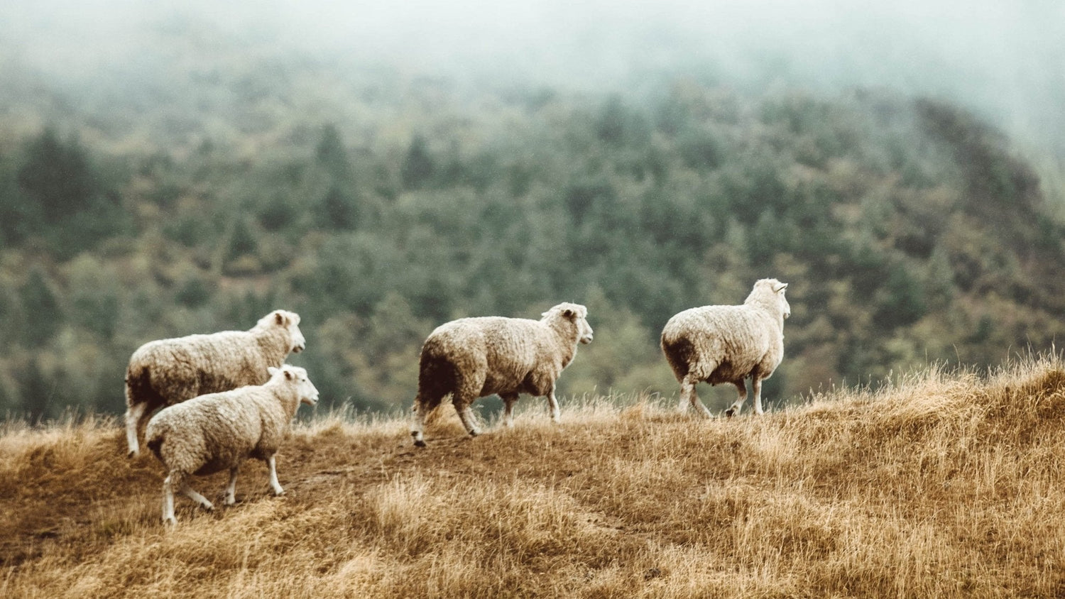 What is Merino Wool, Exactly? - BRANWYN | Performance Innerwear