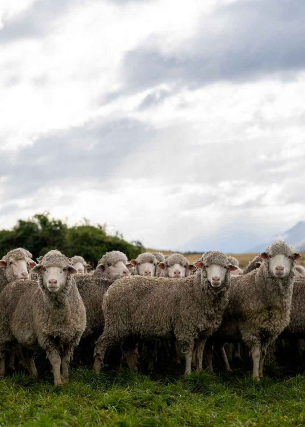 Ethically raised ZQ Merino Wool for BRANWYN seamless bras and underwear