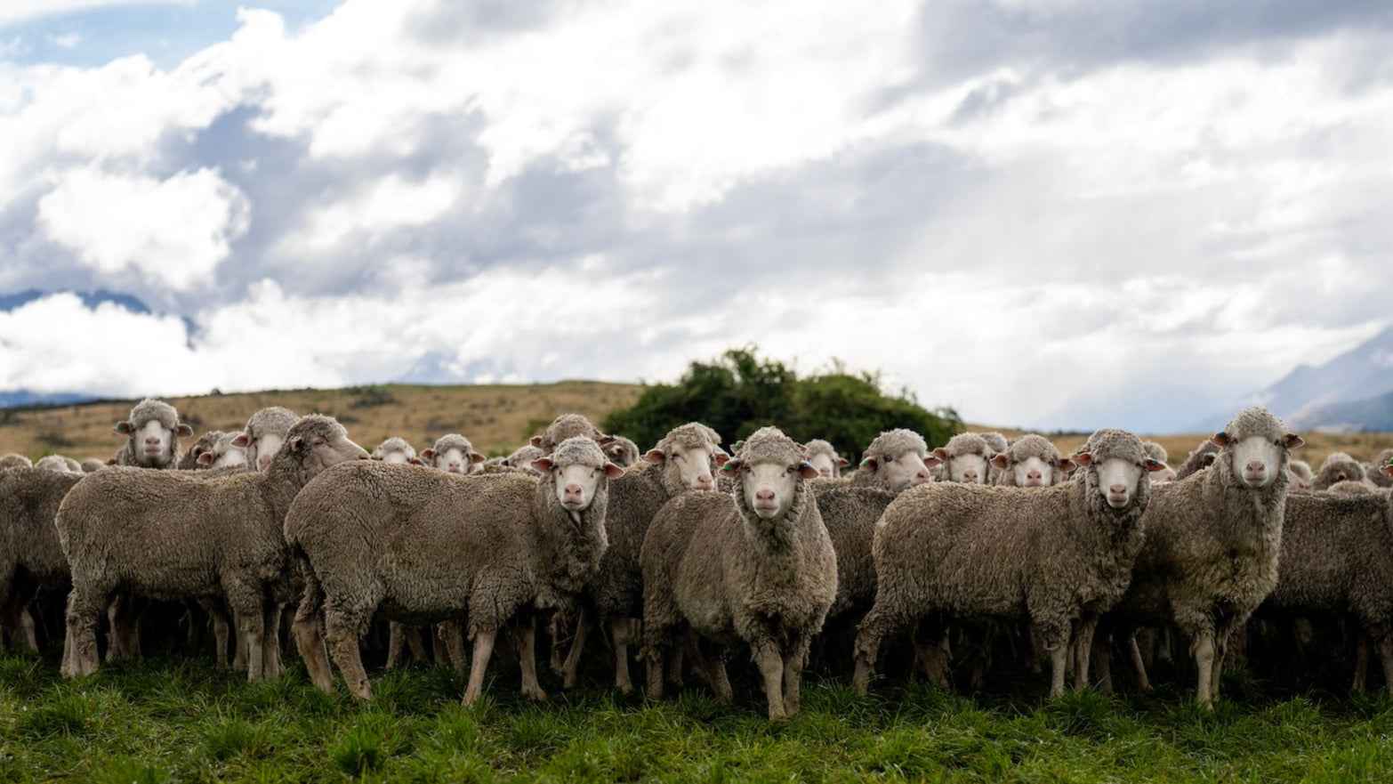 Photo of ethically raised ZQ Merino wool sheep for BRANWYN