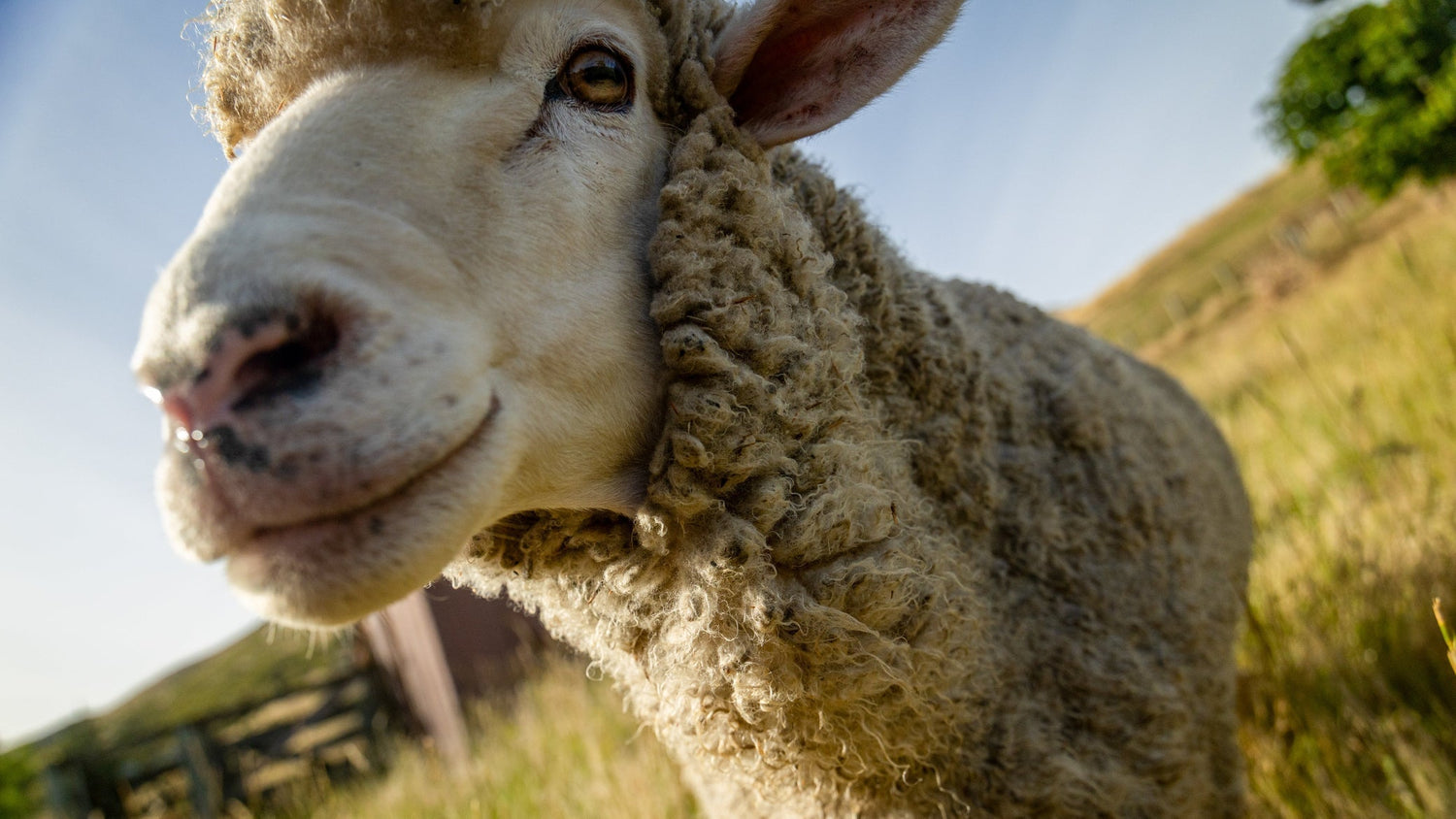 Photo of a cute Merino sheep in a green field.