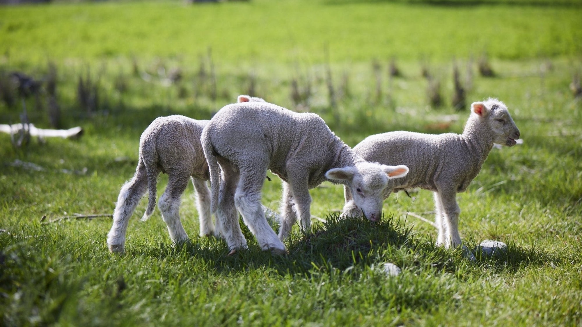 Ethical Merino Wool: What’s ethical wool and why does it matter? - BRANWYN | Performance Innerwear