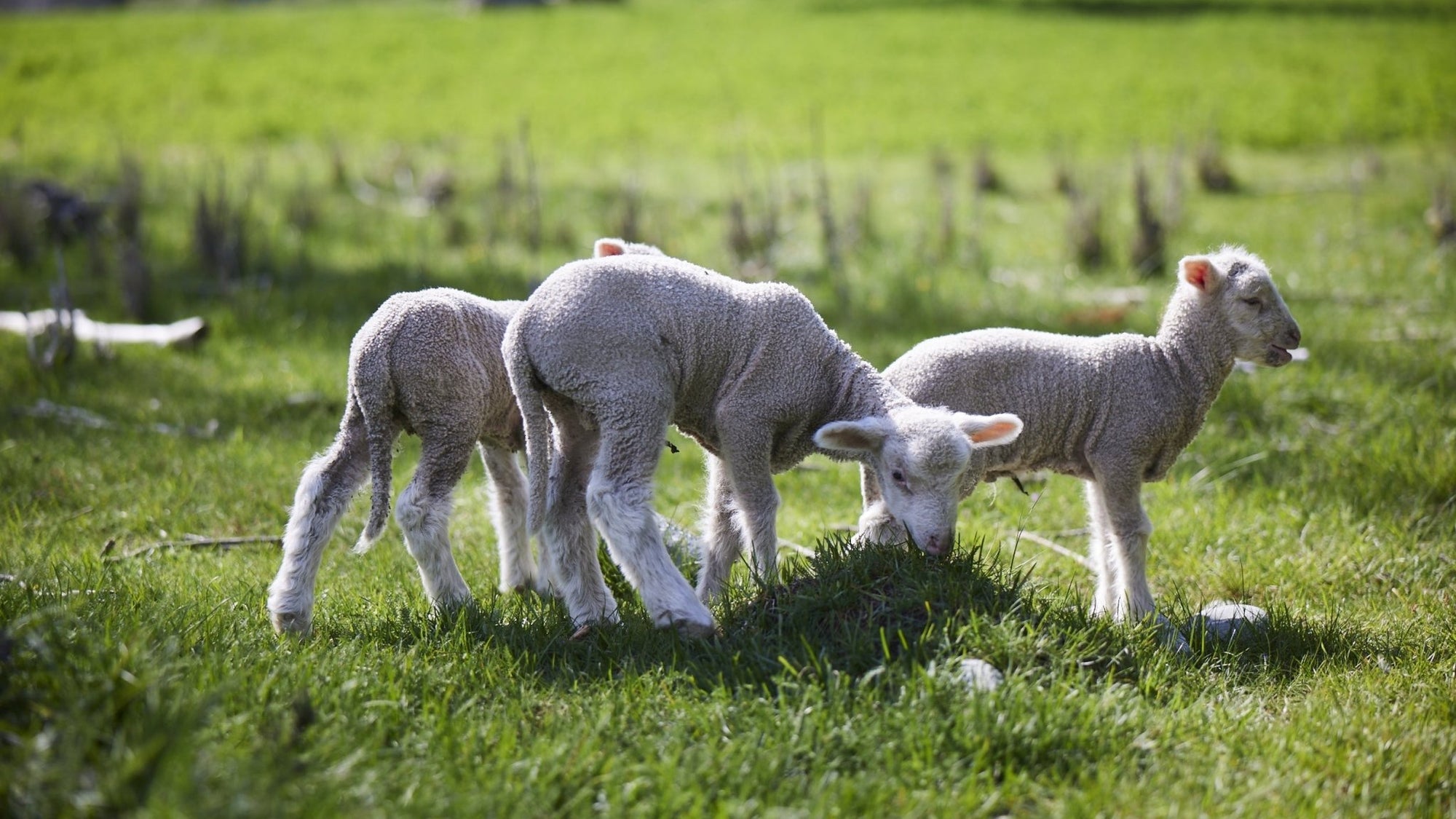Ethical Merino Wool: What’s ethical wool and why does it matter? - BRANWYN | Performance Innerwear