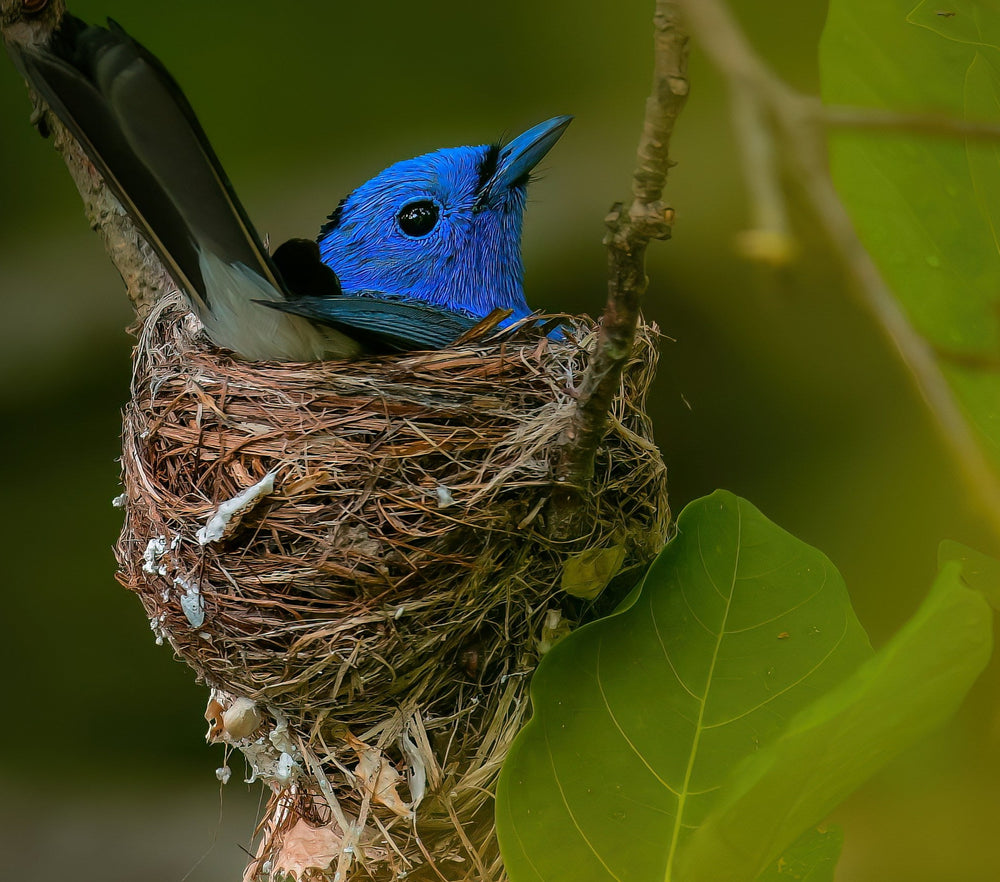 Blue bird in a nest on a branch with a blurred green background