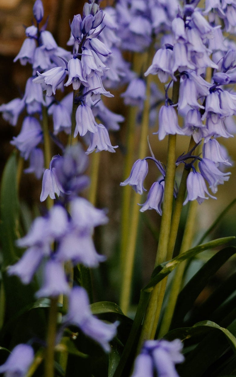 Purple flowers with wooden logs in the background
