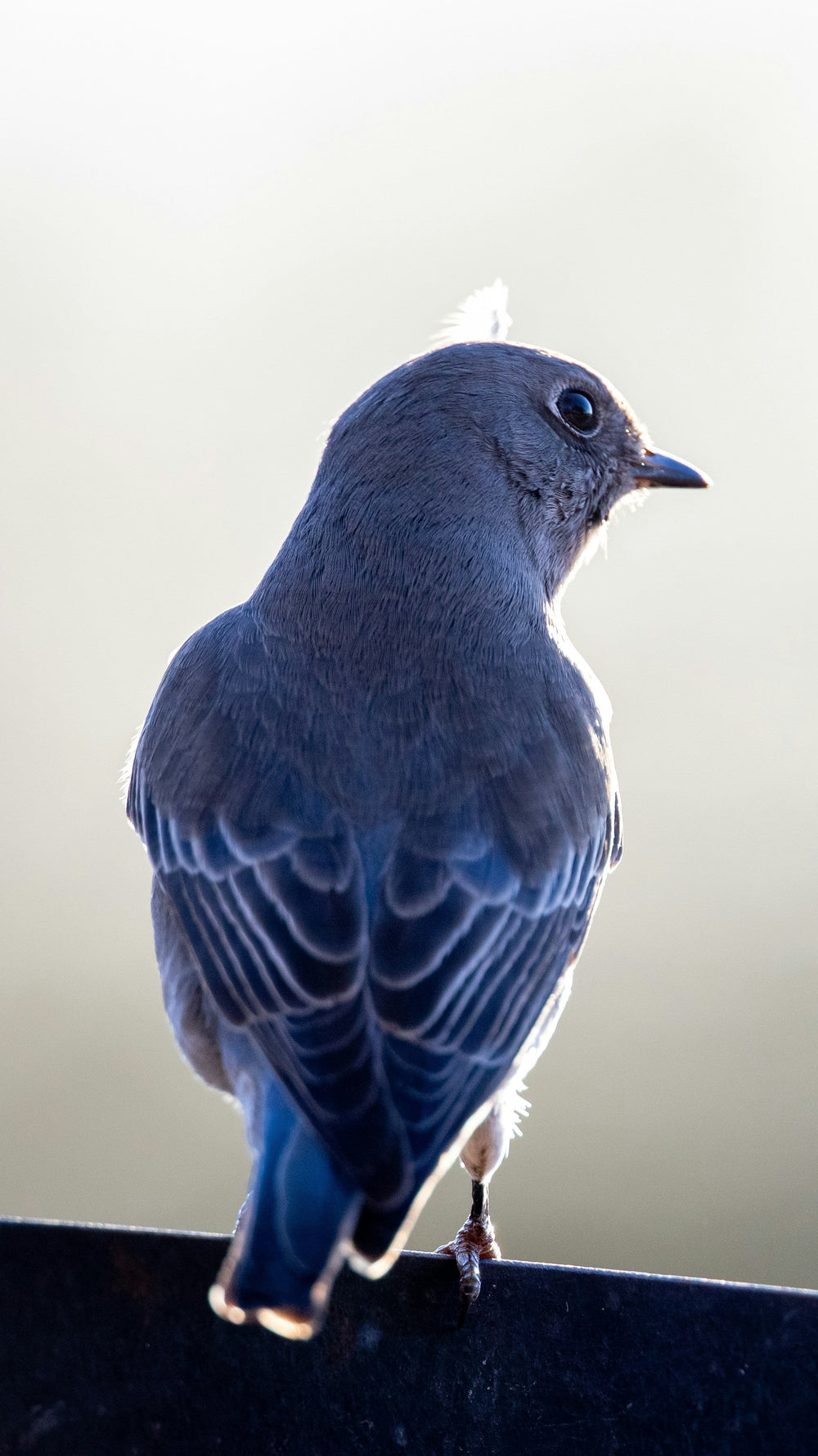 Blue bird perched on a surface with a blurred background
