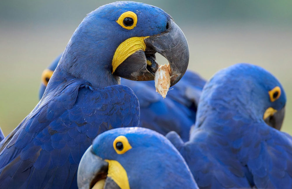 Group of blue parrots with yellow beaks on a blurred natural background